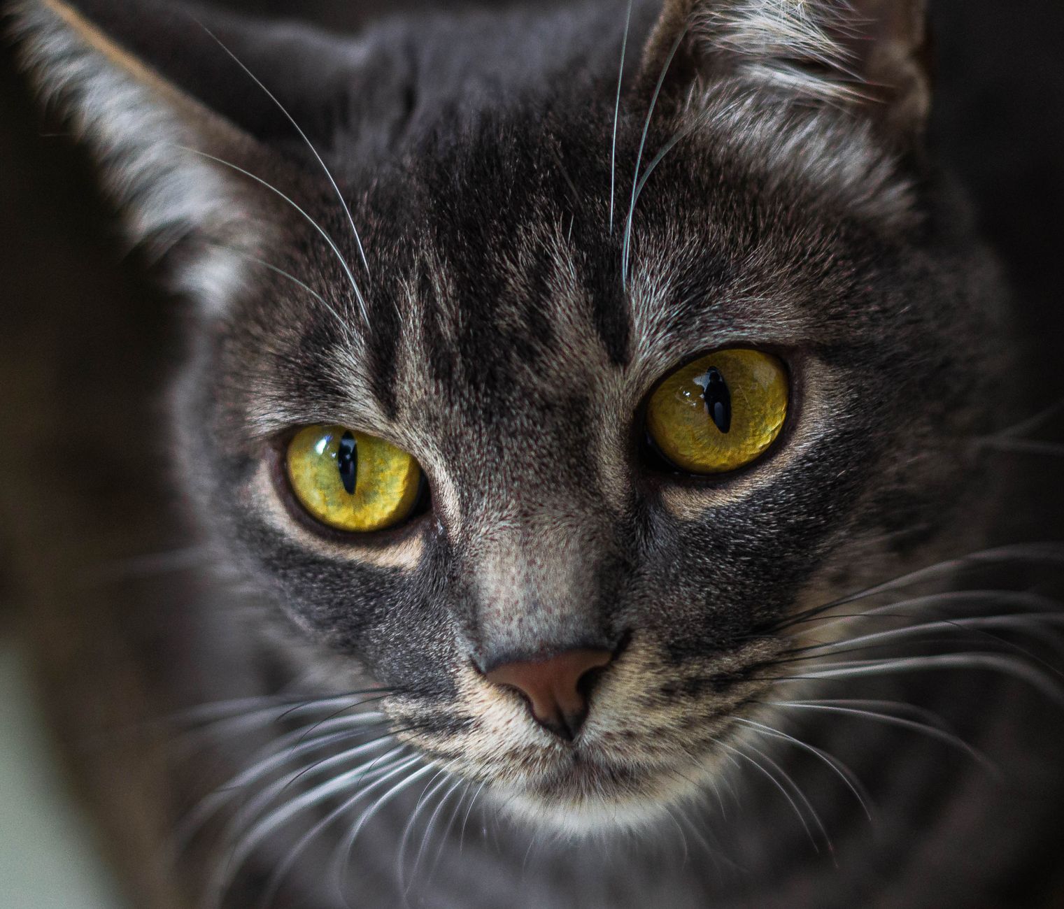 Veterinarian examining a cat during a checkup