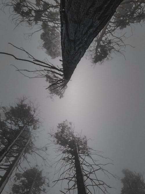 Ingyenes stockfotó fák, hegyek, hó témában
