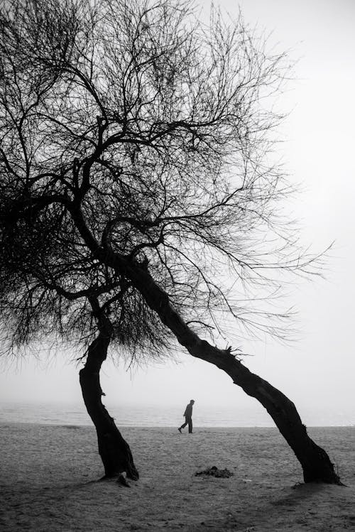 Man Walking by Crooked Trees in Seaside