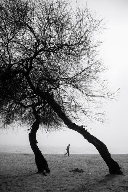 Black and white image of a person walking under a tree by the sea, with a minimalist and moody feel.