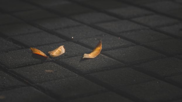 Moody fall scene with dried leaves resting on dark stone pavement at twilight.