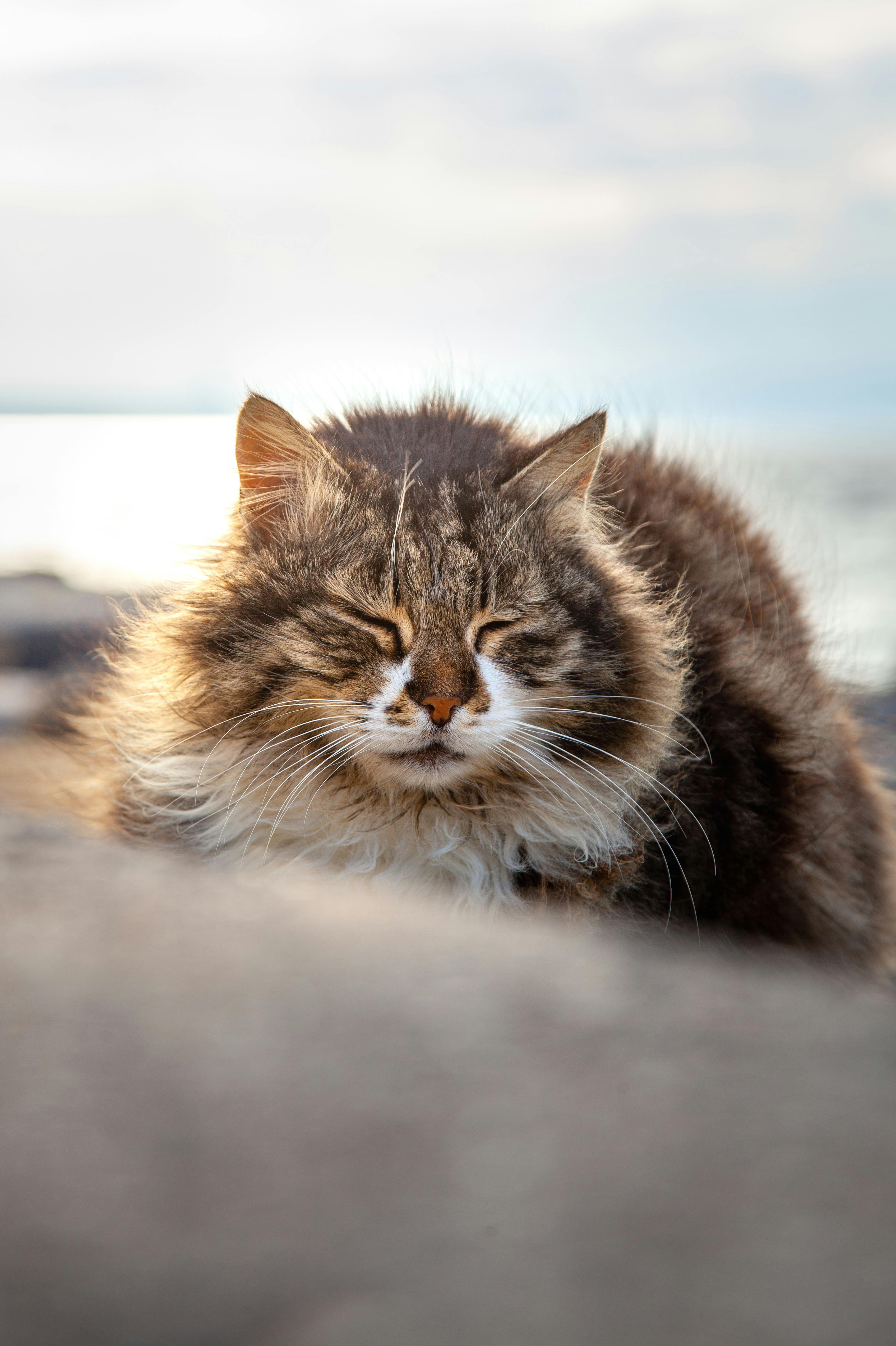 Free Peaceful fluffy cat with eyes closed, soaking in the outdoor serenity by the water. Stock Photo