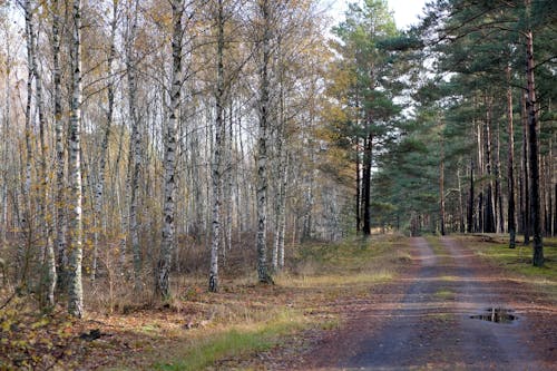 Ingyenes stockfotó erdő, fák, földes út témában