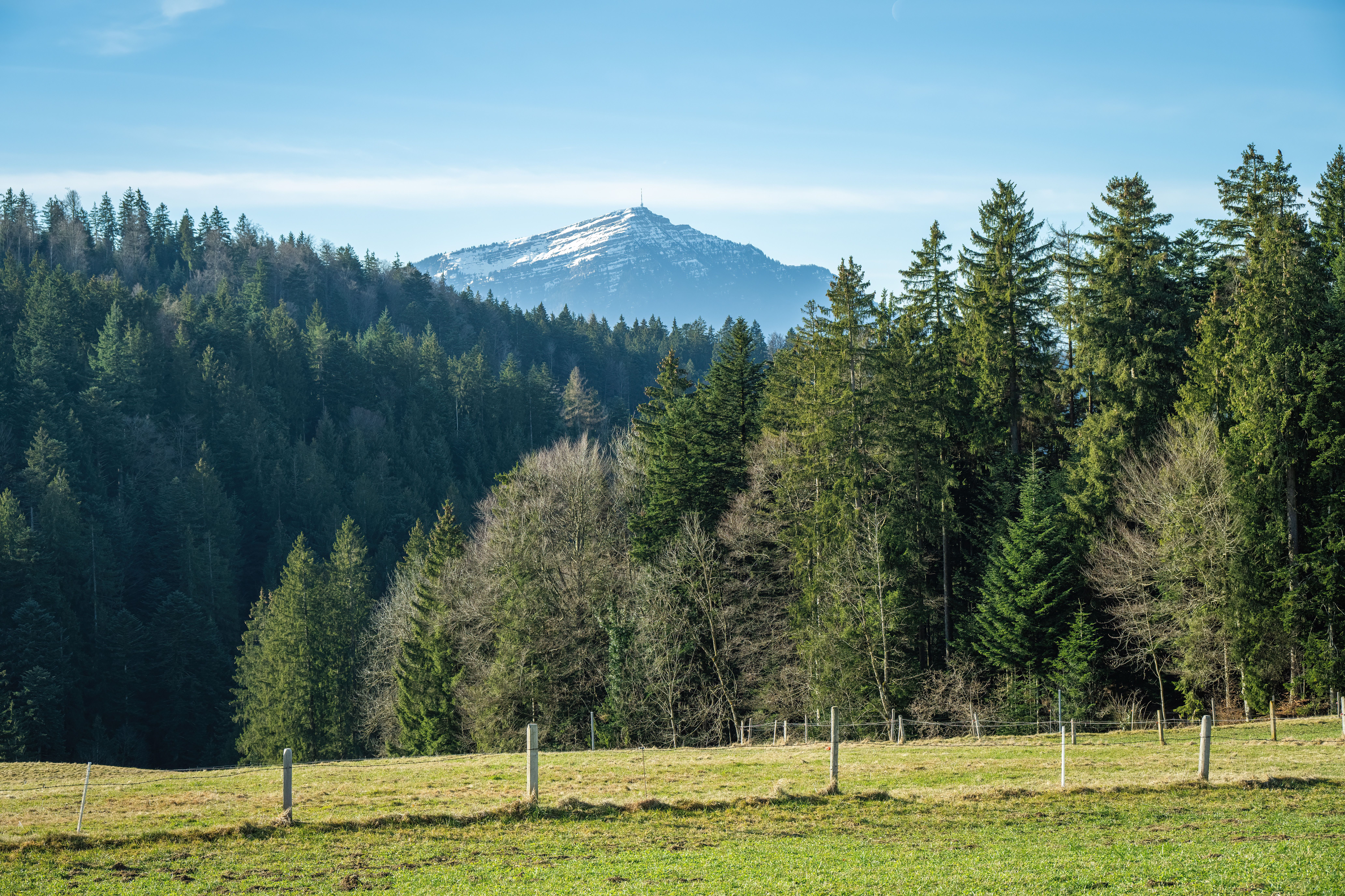 Green Forest in Countryside · Free Stock Photo