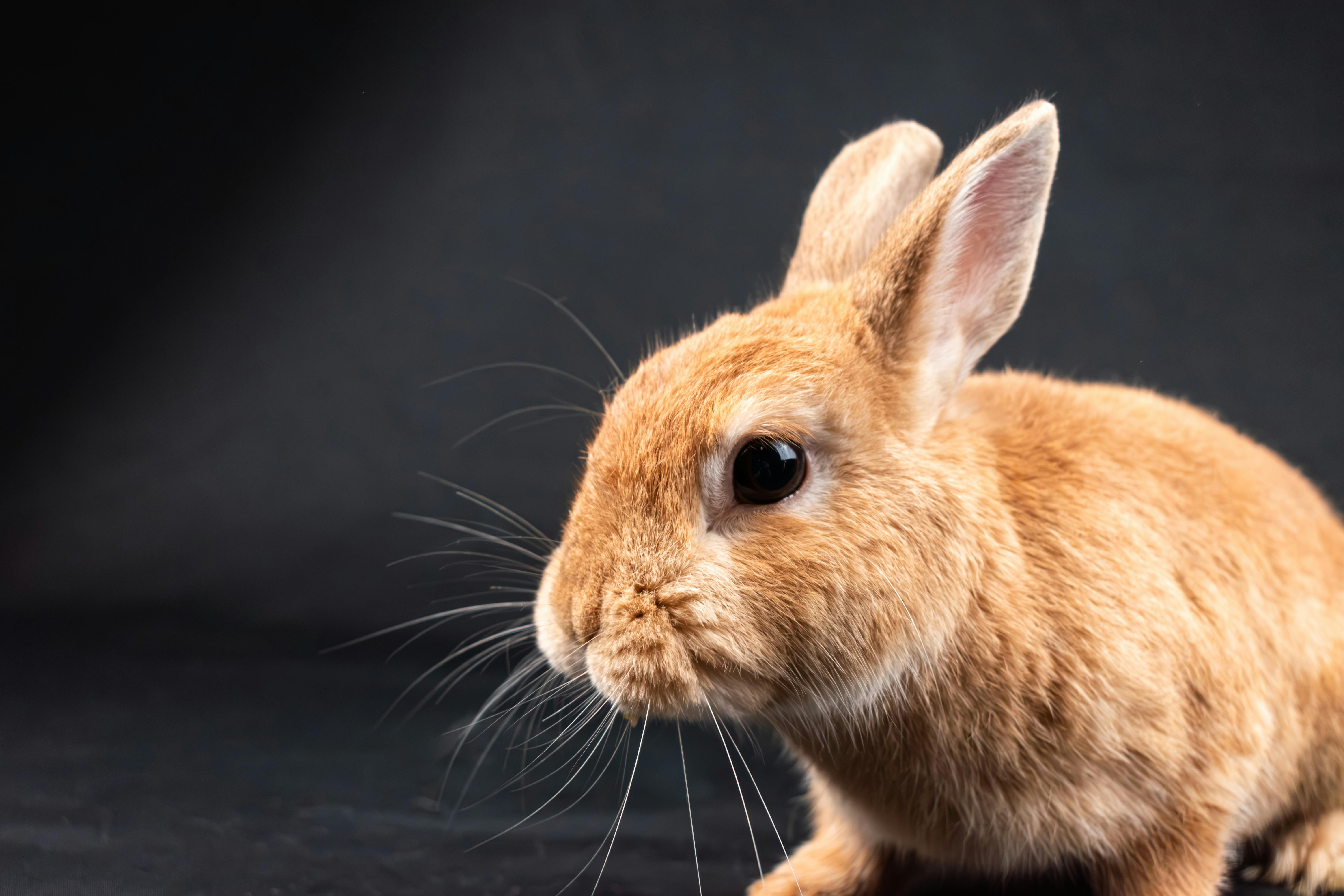 pet insurance, veterinary expenses, pet health costs, pet finance and insurance — Photo by Nikolett Emmert on Pexels