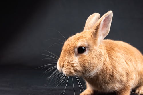 A small rabbit is sitting on a black background