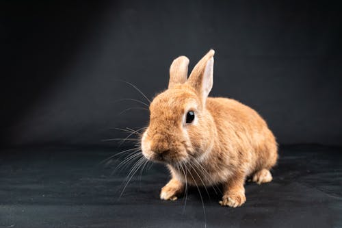 兔子, 動物攝影, 壁紙 的 免費圖庫相片