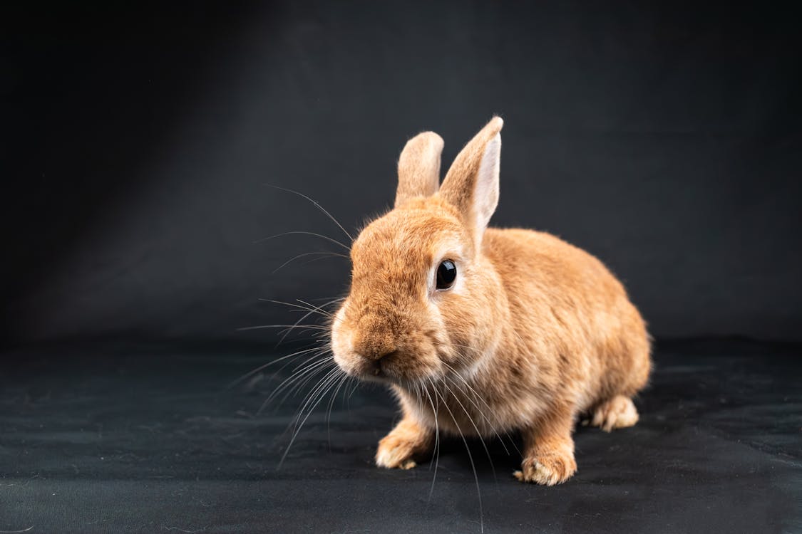 Rabbit on Gray Background