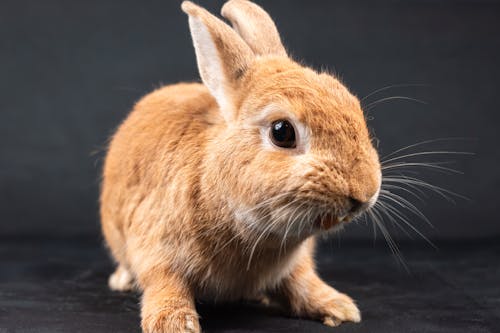A small brown rabbit with a black background
