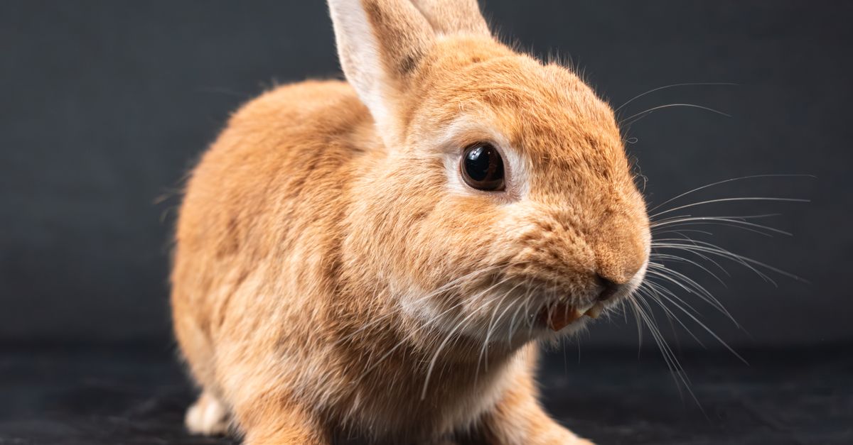 Portrait of Rabbit · Free Stock Photo