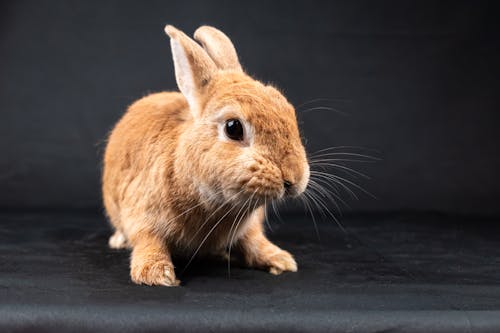A small brown rabbit sitting on a black background