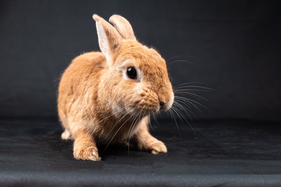 Pet Rabbit on Gray Background