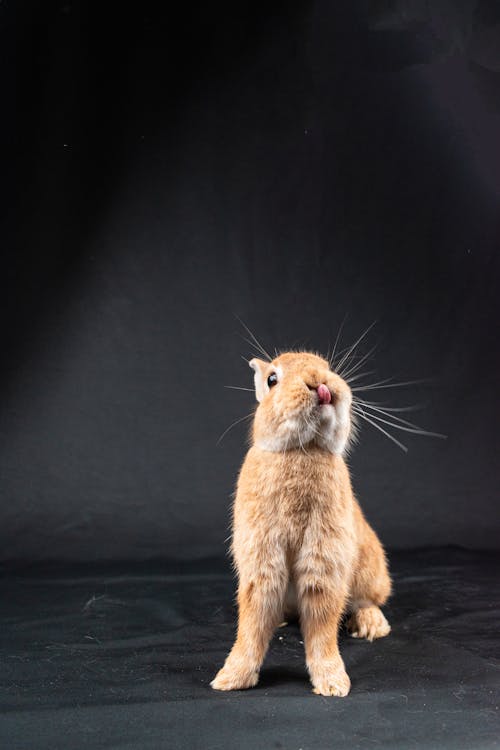 Immagine gratuita di animale domestico, coniglio, fotografia di animali