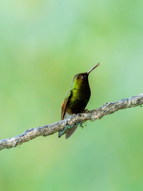 가지, 검은 배 벌새, 녹색 배경의 무료 스톡 사진