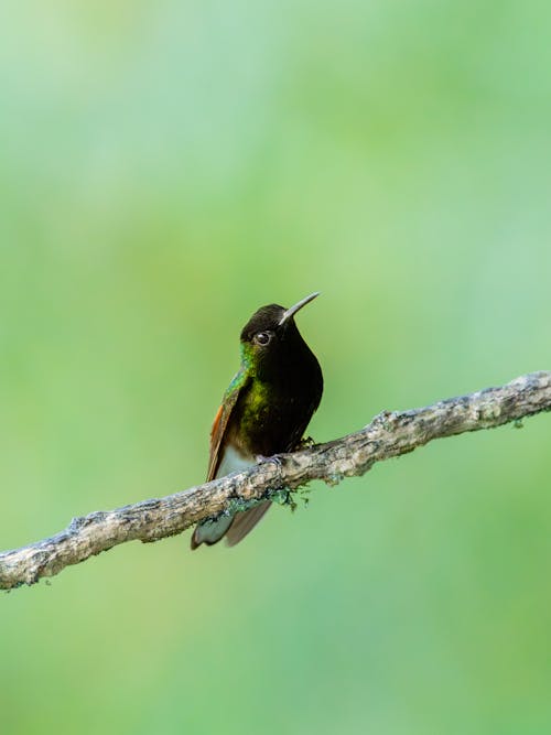 검은 배 벌새, 녹색 배경, 동물 사진의 무료 스톡 사진
