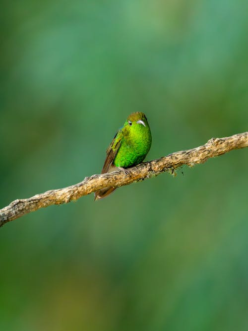 녹색 배경, 동물 사진, 벌새의 무료 스톡 사진