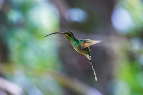 Foto d'estoc gratuïta de au, colibrí, enfocament selectiu