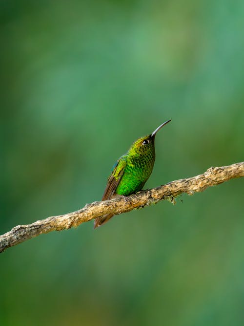 Imagine de stoc gratuită din colibri, creangă, faună sălbatică
