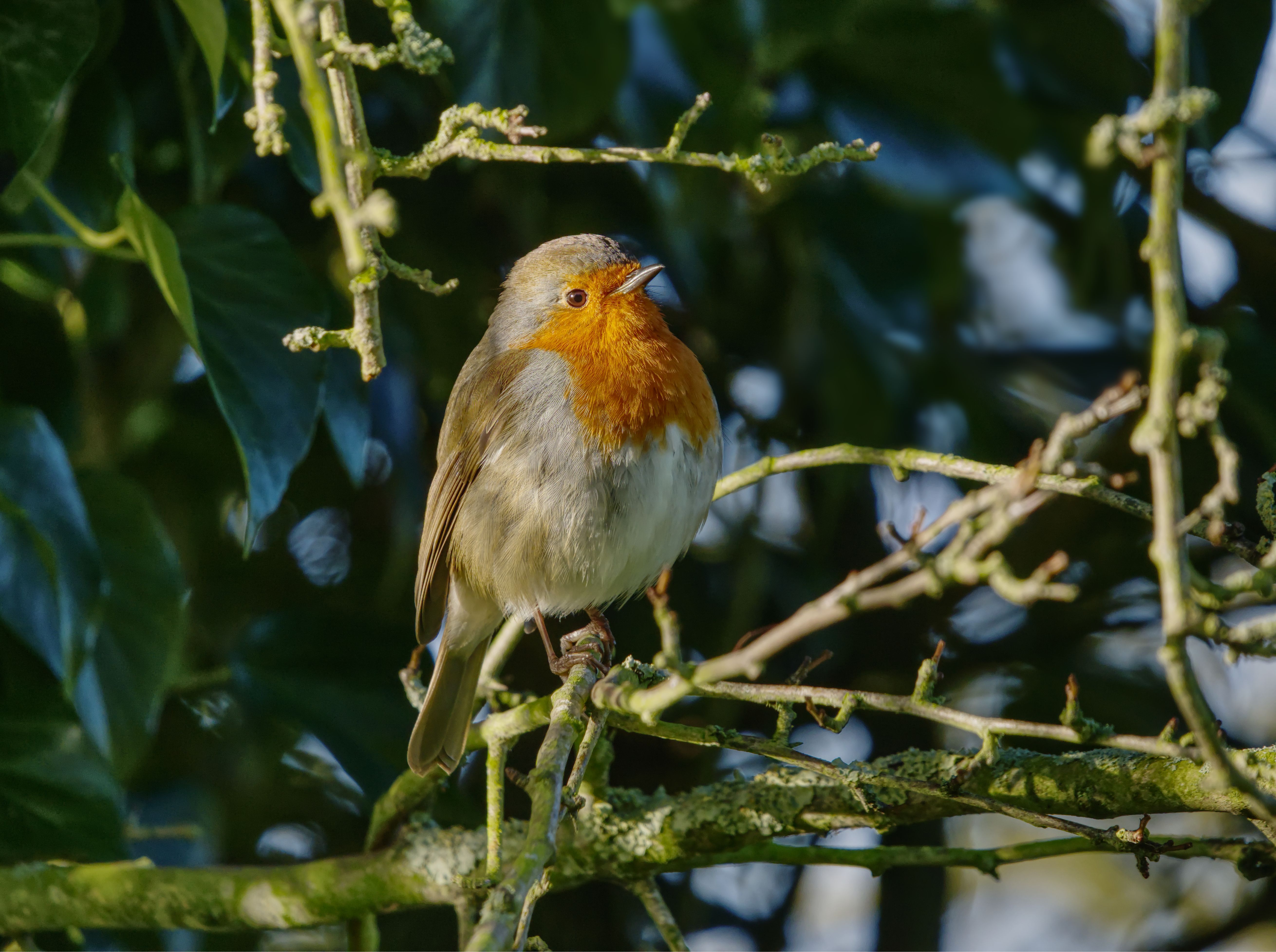Robin Perching on a Branch · Free Stock Photo