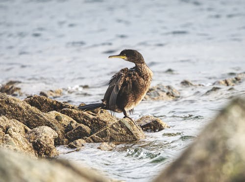 Cormorant perched on rocks at the water's edge.
