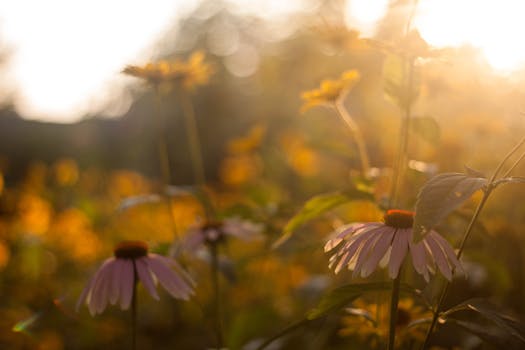 花园里阳光明媚的圆锥花场景，是在黄金时段拍摄的