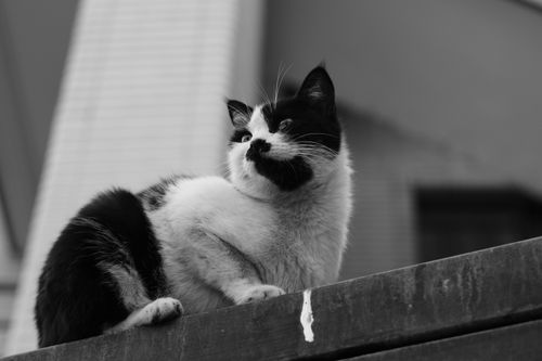 Free Monochrome image of a black and white cat perched on a fence, highlighting its fluffy fur. Stock Photo