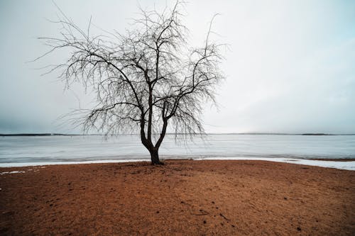 Fotos de stock gratuitas de a orillas del lago, árbol, desnudo