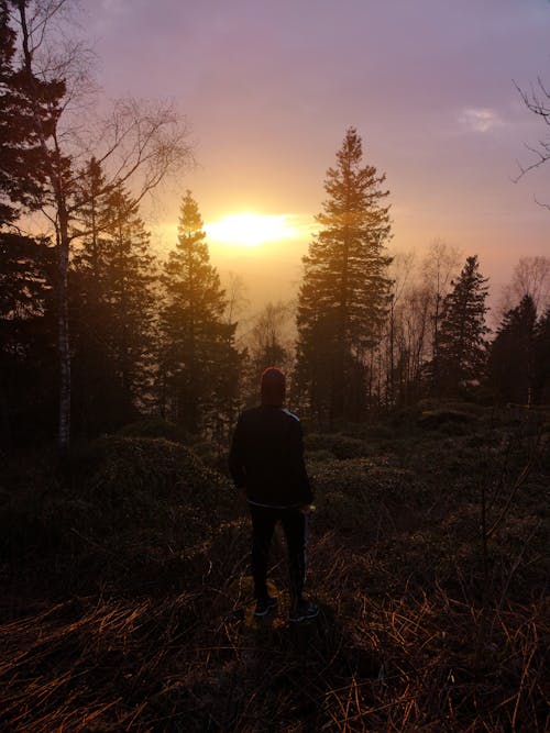 Free Standing Man Near Trees during Sunset Stock Photo