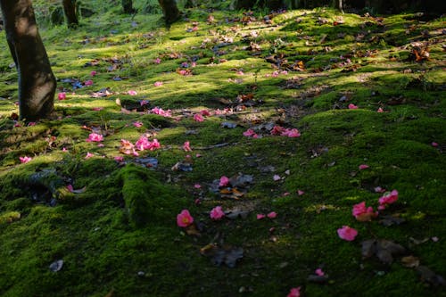 ağaçlar, Çiçekler, çim içeren Ücretsiz stok fotoğraf