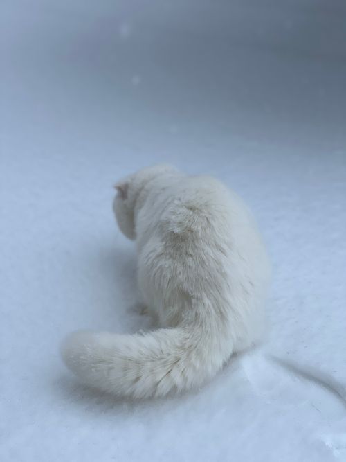 Free A fluffy white cat sitting on a snowy surface, capturing winter's serene beauty. Stock Photo