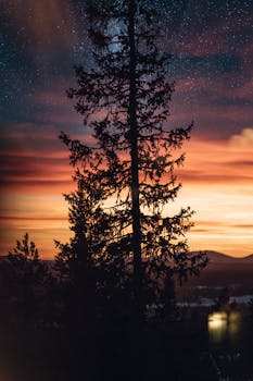 瑞典冬季的日落令人惊叹，树木的轮廓映衬着充满活力的天空