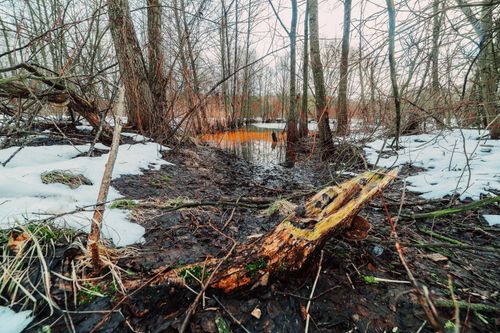 Free Idyllic winter forest landscape with snow, pond, and trees in Belarus. Stock Photo