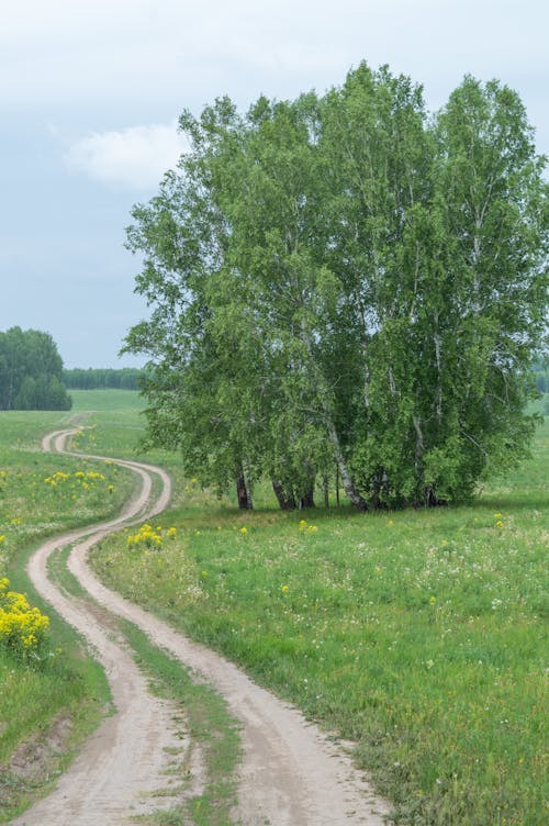 Darmowe zdjęcie z galerii z droga polna, drzewa, łąka