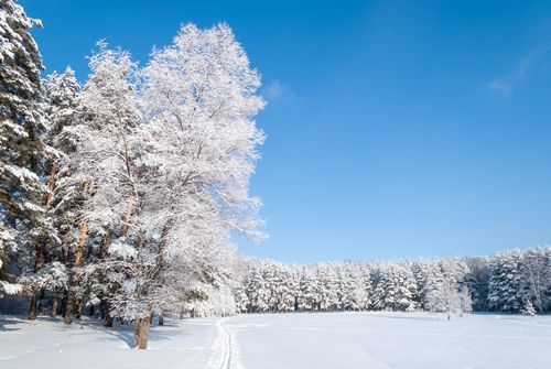 Free A stunning winter scene with snow-covered trees under a clear blue sky. Stock Photo