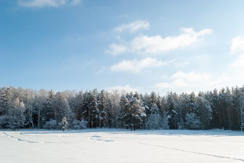 Free A tranquil winter scene of a snow-covered forest under a clear blue sky. Stock Photo
