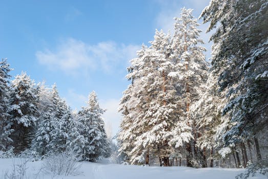 Captivating snowy forest under a clear blue sky, perfect for winter themes.