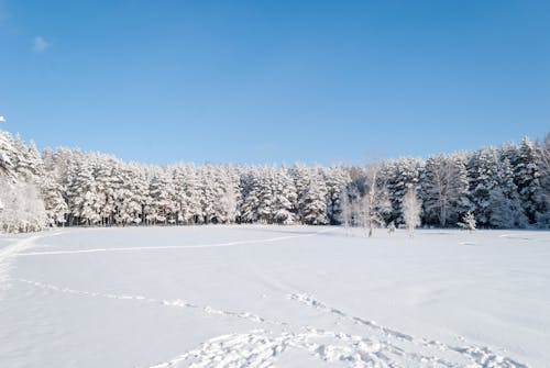 Snow on Grassland and in Forest in Winter