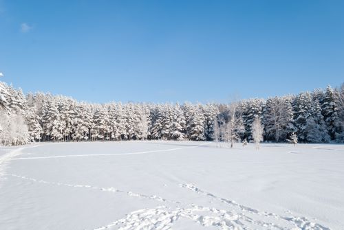 Free A tranquil winter landscape with a snow-covered evergreen forest under a clear blue sky. Stock Photo