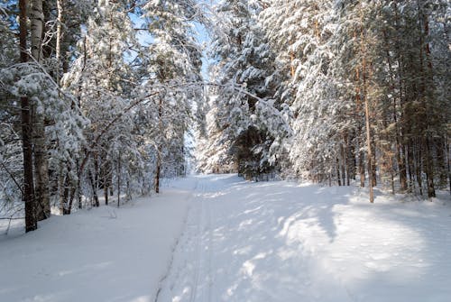 Foto d'estoc gratuïta de arbres, bosc, Camí