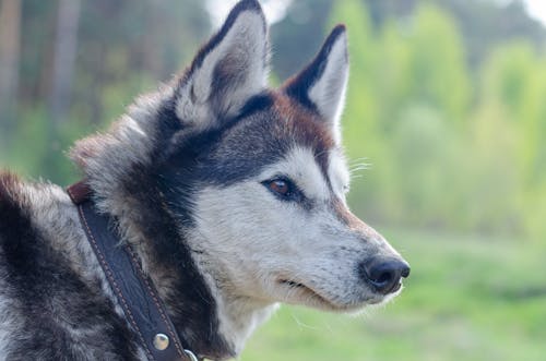 Immagine gratuita di animale domestico, avvicinamento, cane