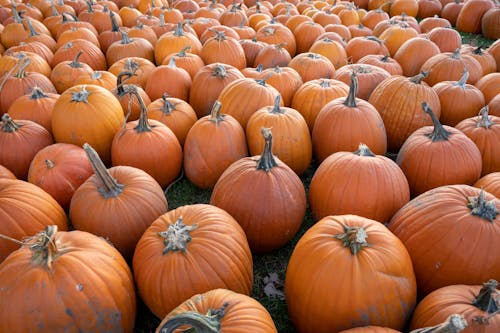 Don’t Miss This Charming Wisconsin Small-Town Fall Festival