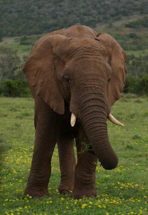 Gratis lagerfoto af afrikansk, dyrefotografering, elefant