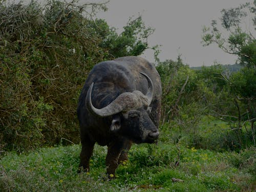 afrika bufalosu, borazanlar, çalılar içeren Ücretsiz stok fotoğraf