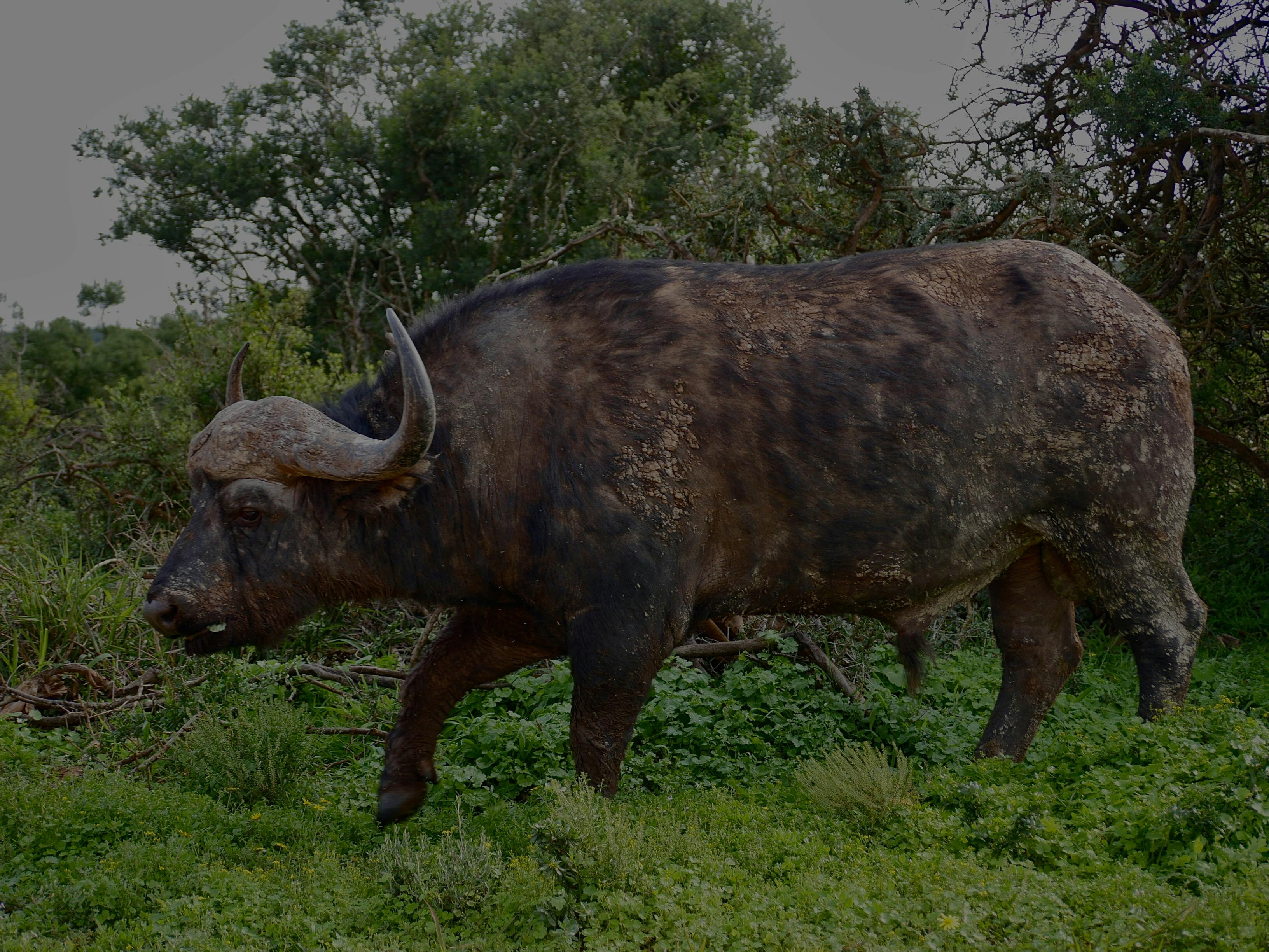 Gratuit Photos gratuites de afrique, afrique du sud, animal Photos