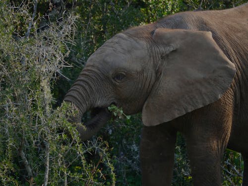 Ingyenes stockfotó afrikai, állatfotók, elefánt témában