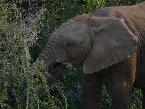 Afrikalı, baş, doğa içeren Ücretsiz stok fotoğraf