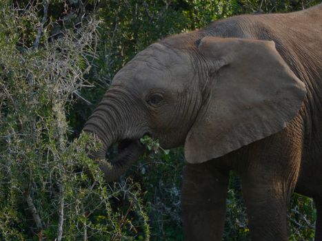Elephant in Nature