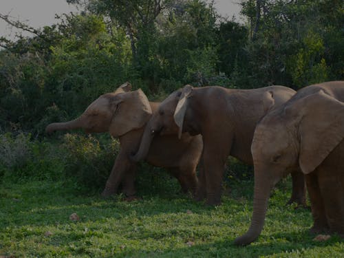 Foto stok gratis alam, gajah, gerombolan