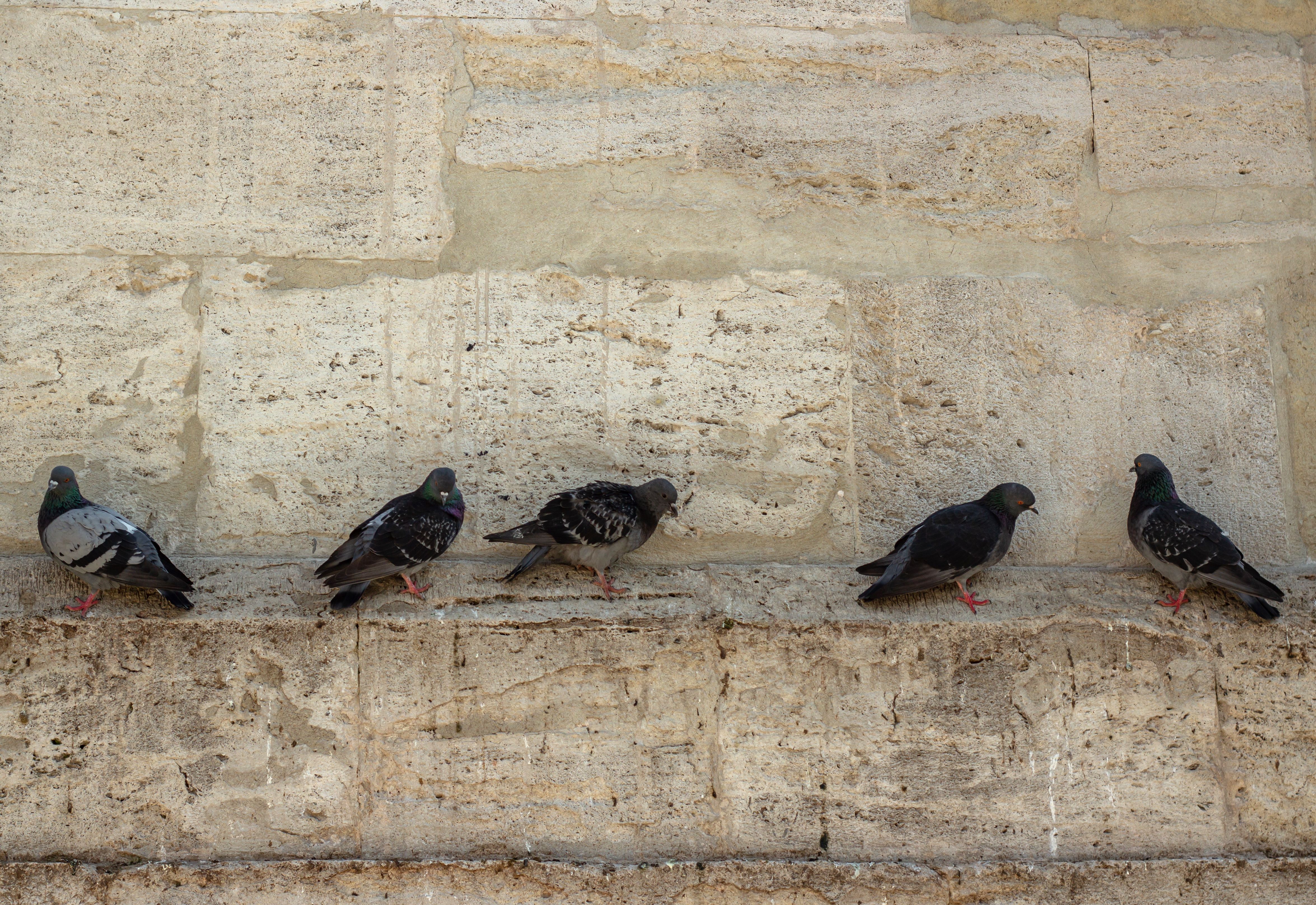 a-group-of-pigeons-sitting-on-a-wall-free-stock-photo