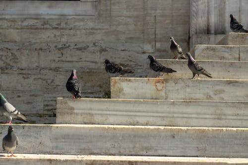 Birds on Stairs